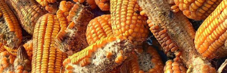 Mycotoxins infested crop